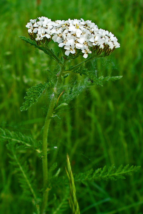 Achillea