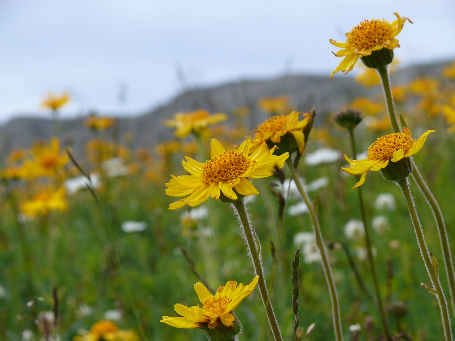 Arnica Montana