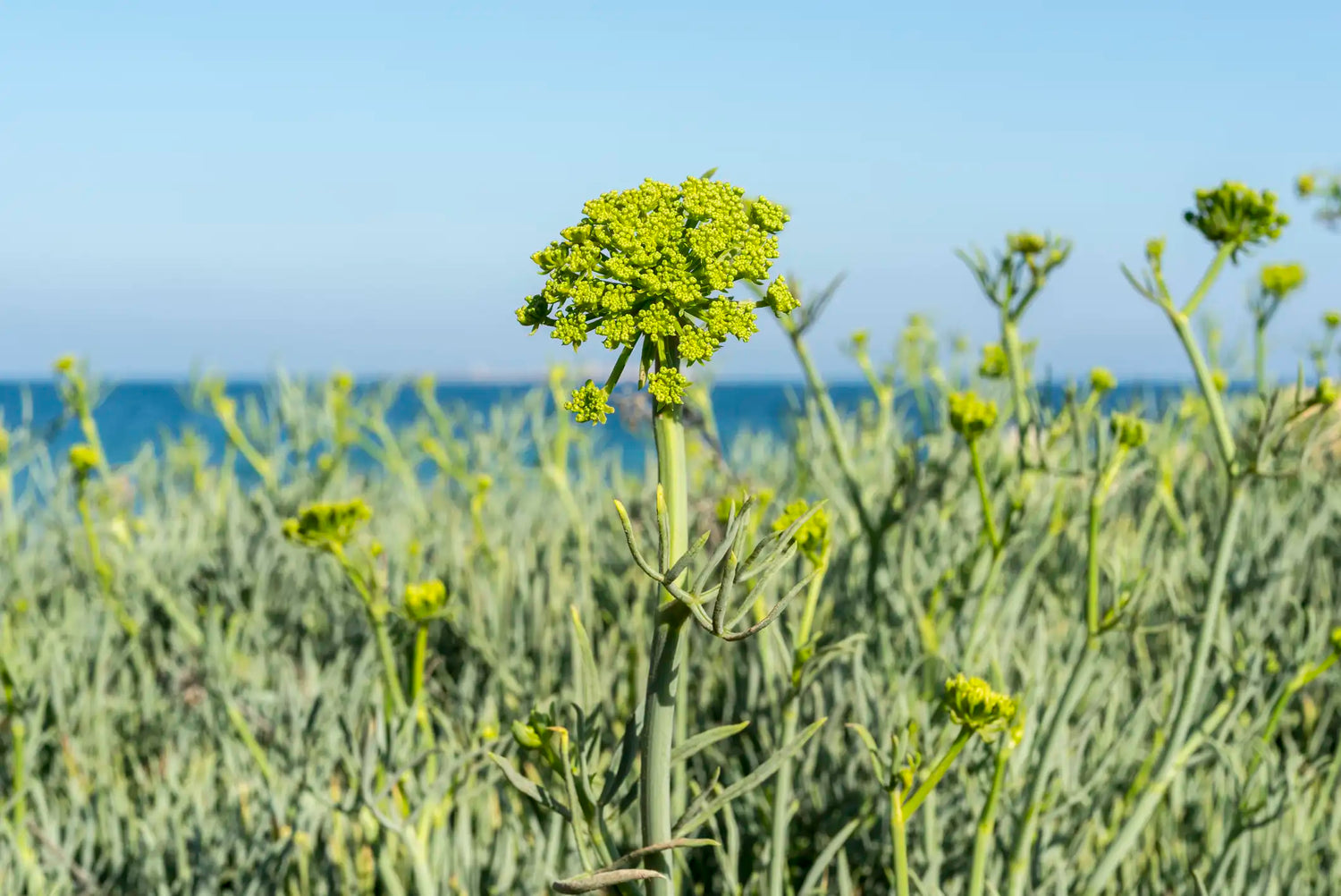 Cellule Staminali del Finocchio Marino