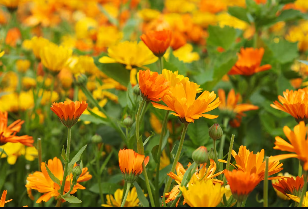 Calendula