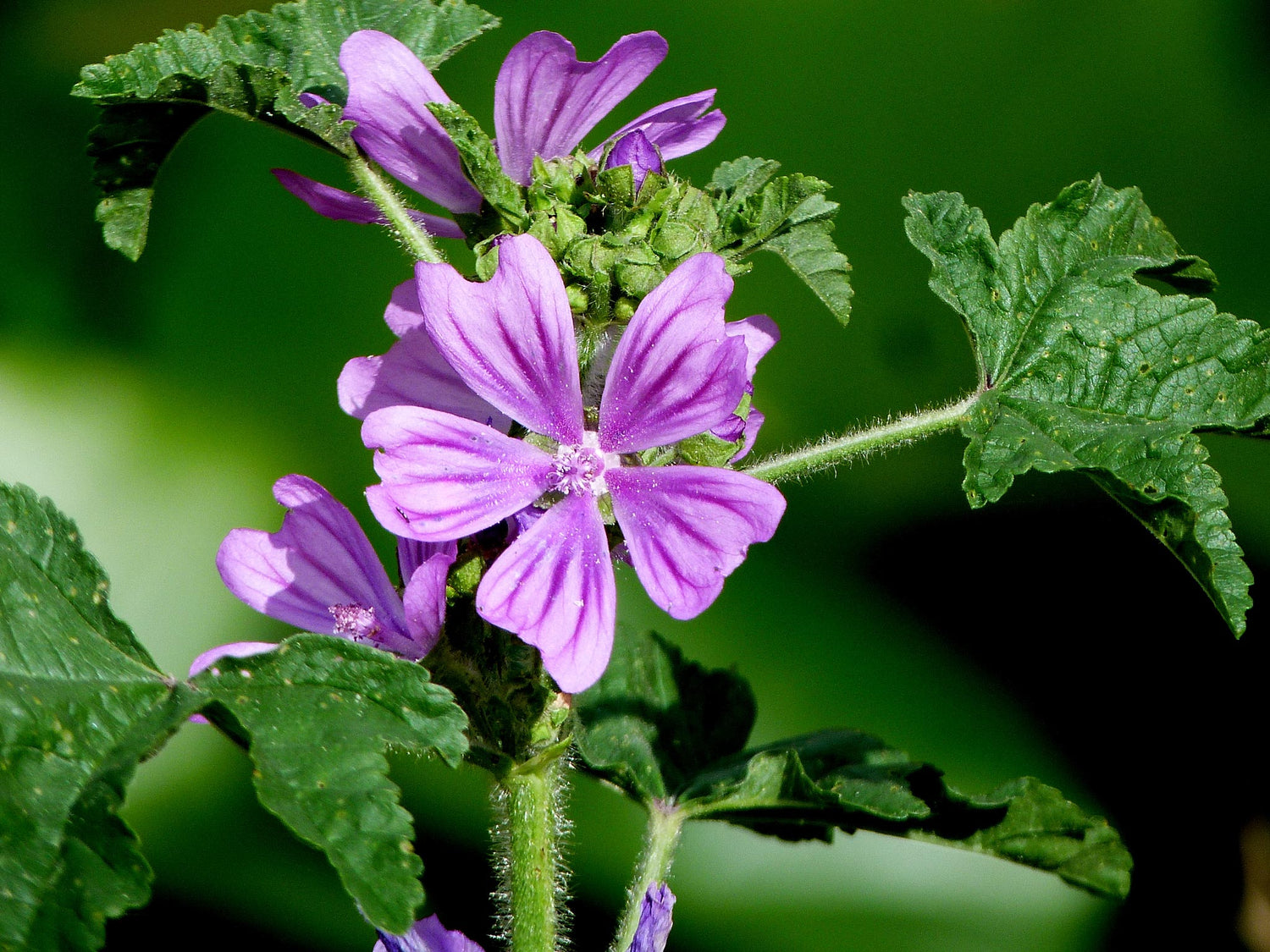 Malva