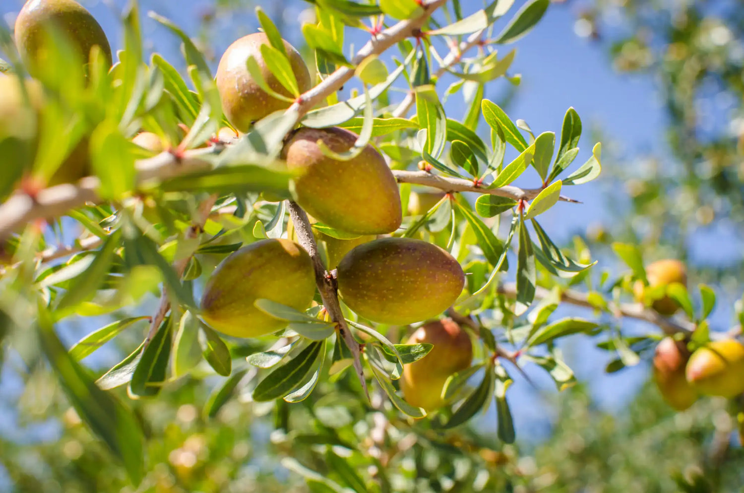 Olio di Argan