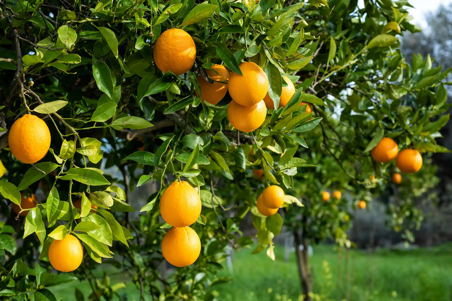 Olio Essenziale di Arancio Dolce