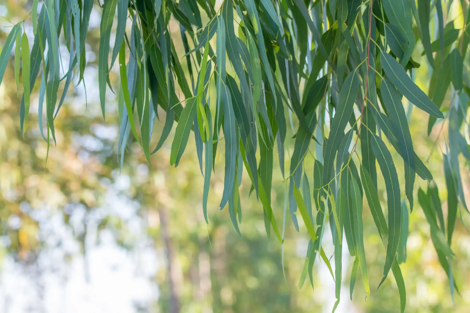 Olio Essenziale di Eucalipto