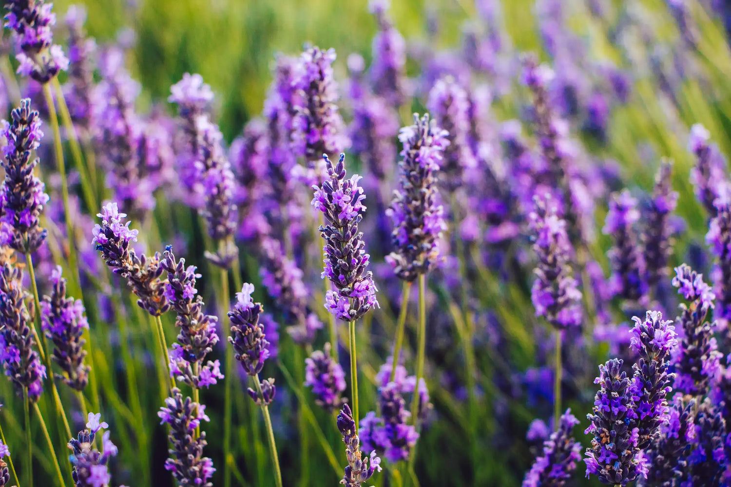 Olio Essenziale di Lavanda