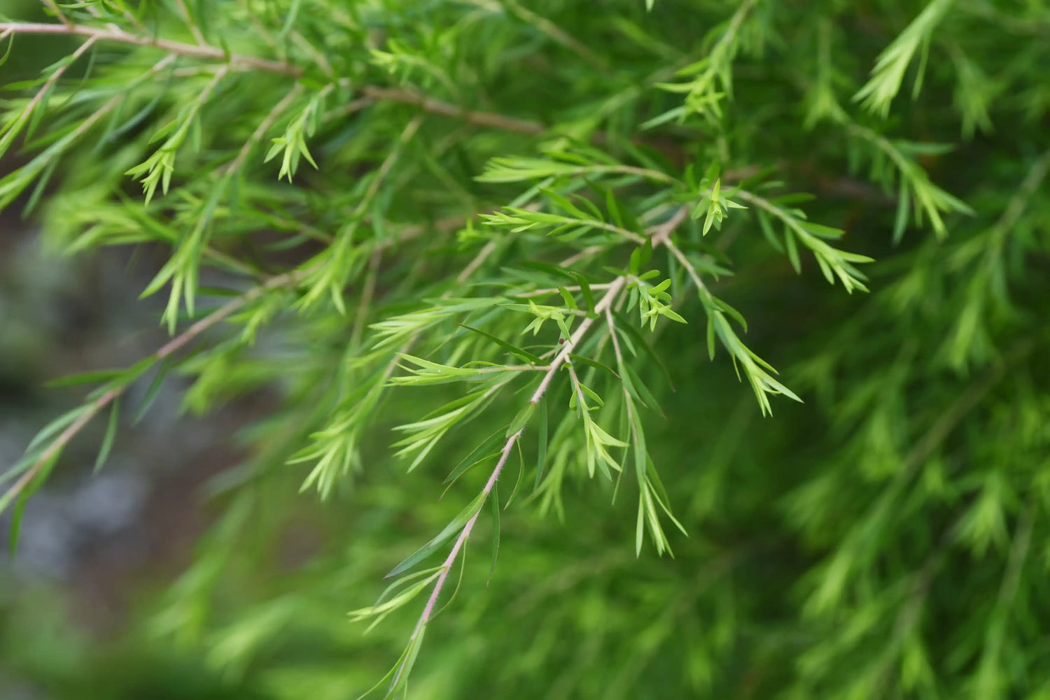 Olio Essenziale di Tea Tree