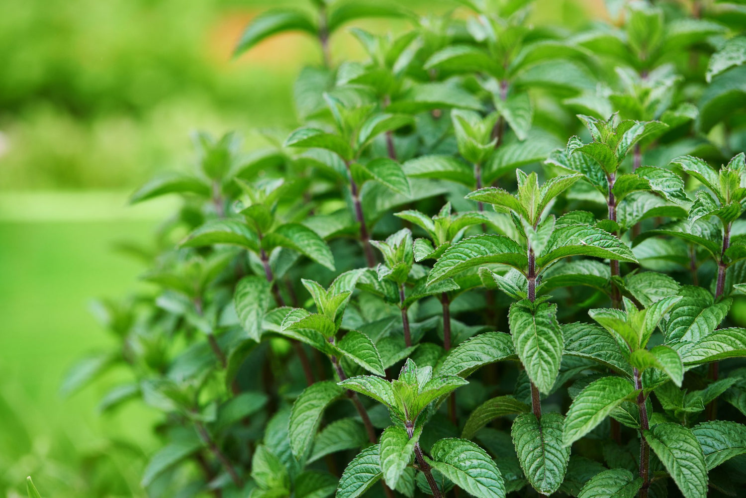 Olio Essenziale di Menta Piperita