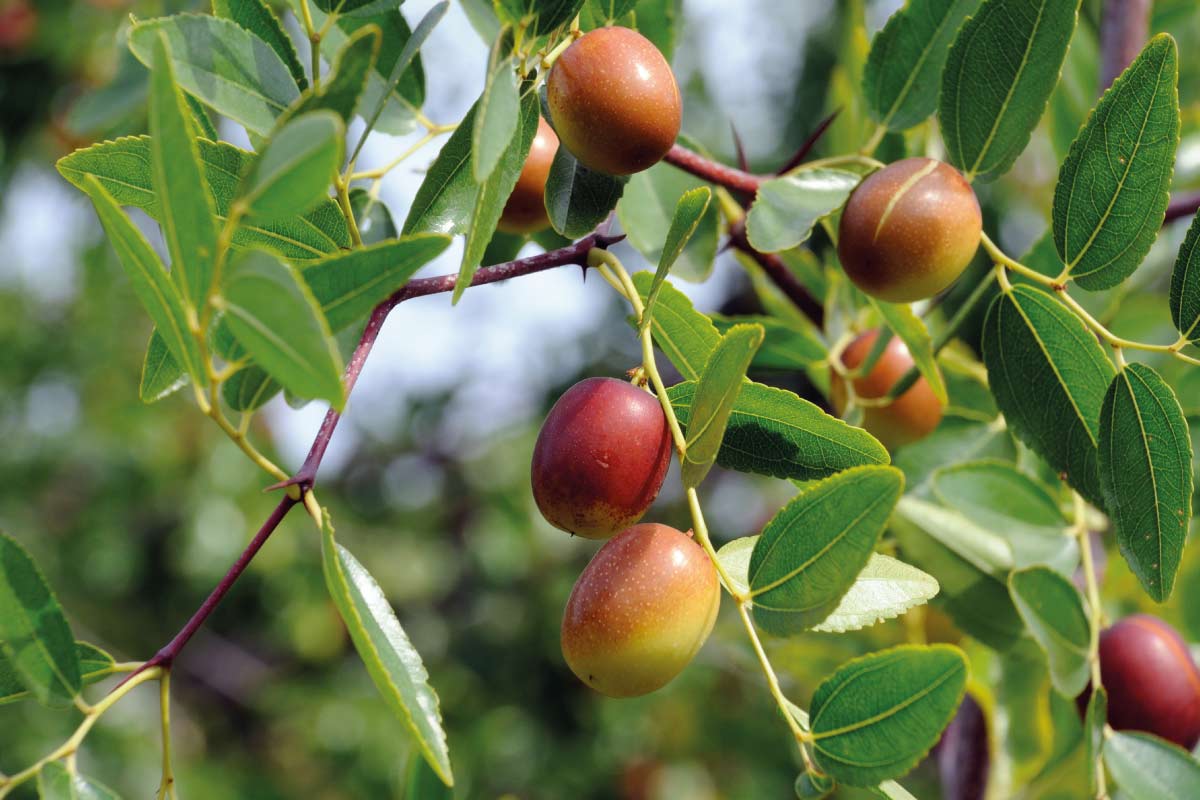 Olio di Jojoba